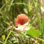 Слика од Macroptilium gibbosifolium (Ortega) A. Delgado