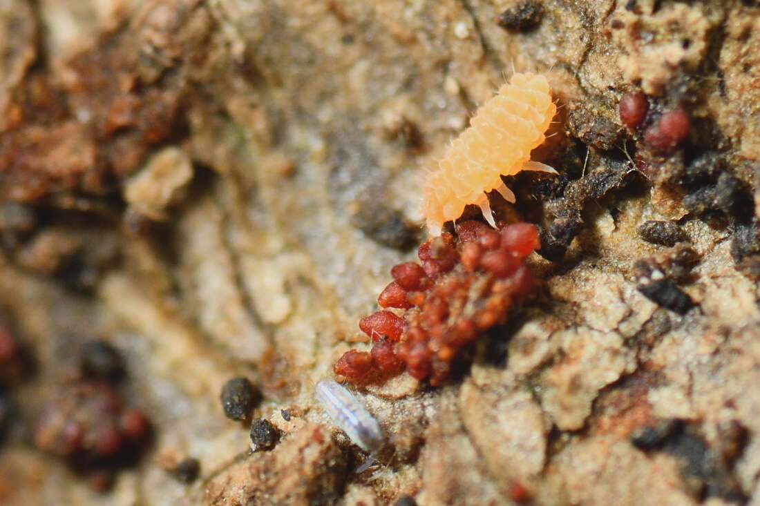 Image of Bilobella aurantiaca (Caroli & E 1912)