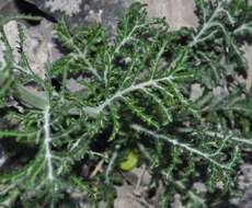 Image de Crupina crupinastrum (Moris) Vis.