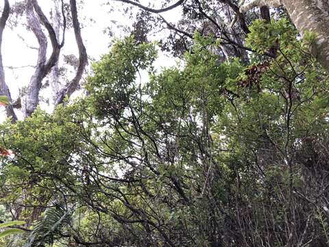 Image of Ohelo Kau La'au