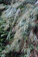 Image of Arundo formosana Hack.