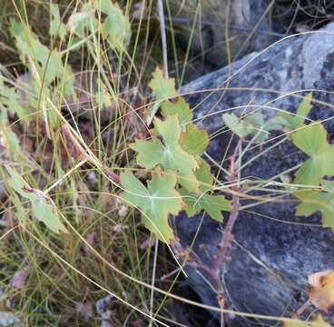 Image of Pelargonium grandiflorum (Andr.) Willd.