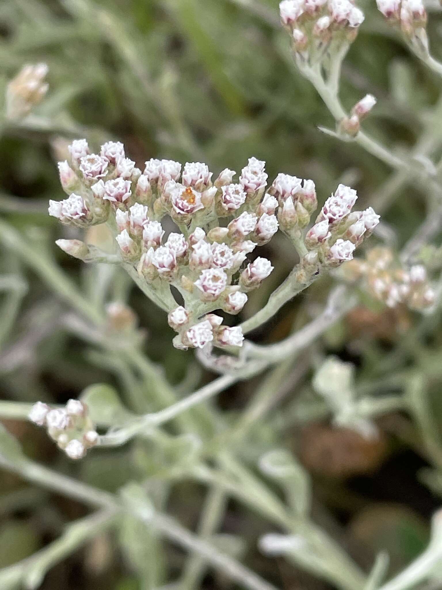 Sivun Helichrysum indicum (L.) Grierson kuva