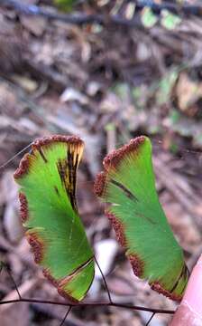 Image of Adiantum philippense L.