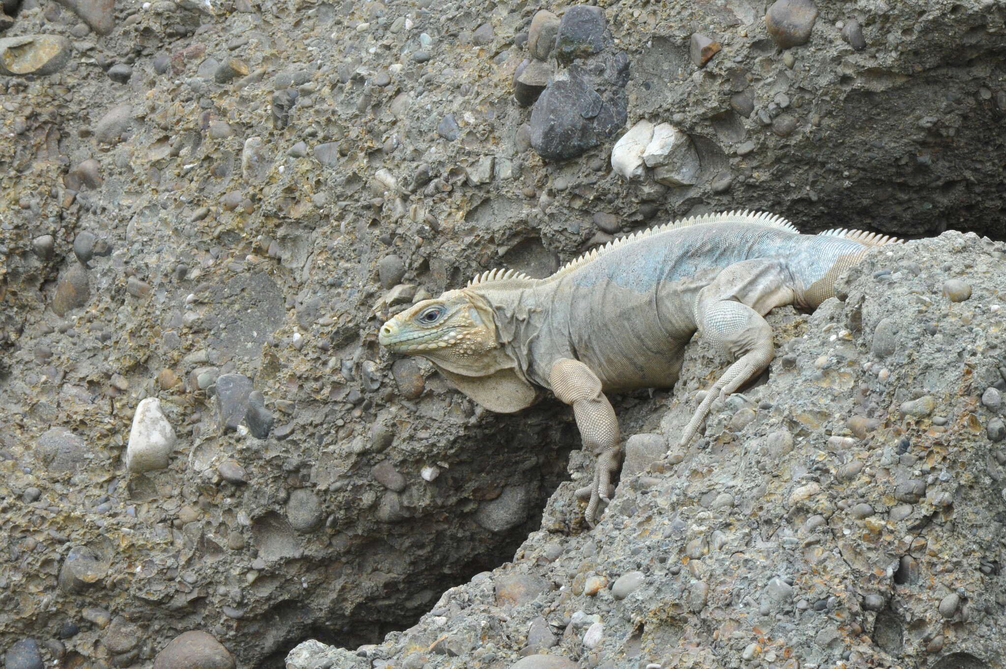 Image of Cayman Islands Ground Iguana