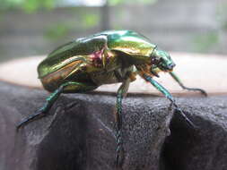 Image of emerald beetle