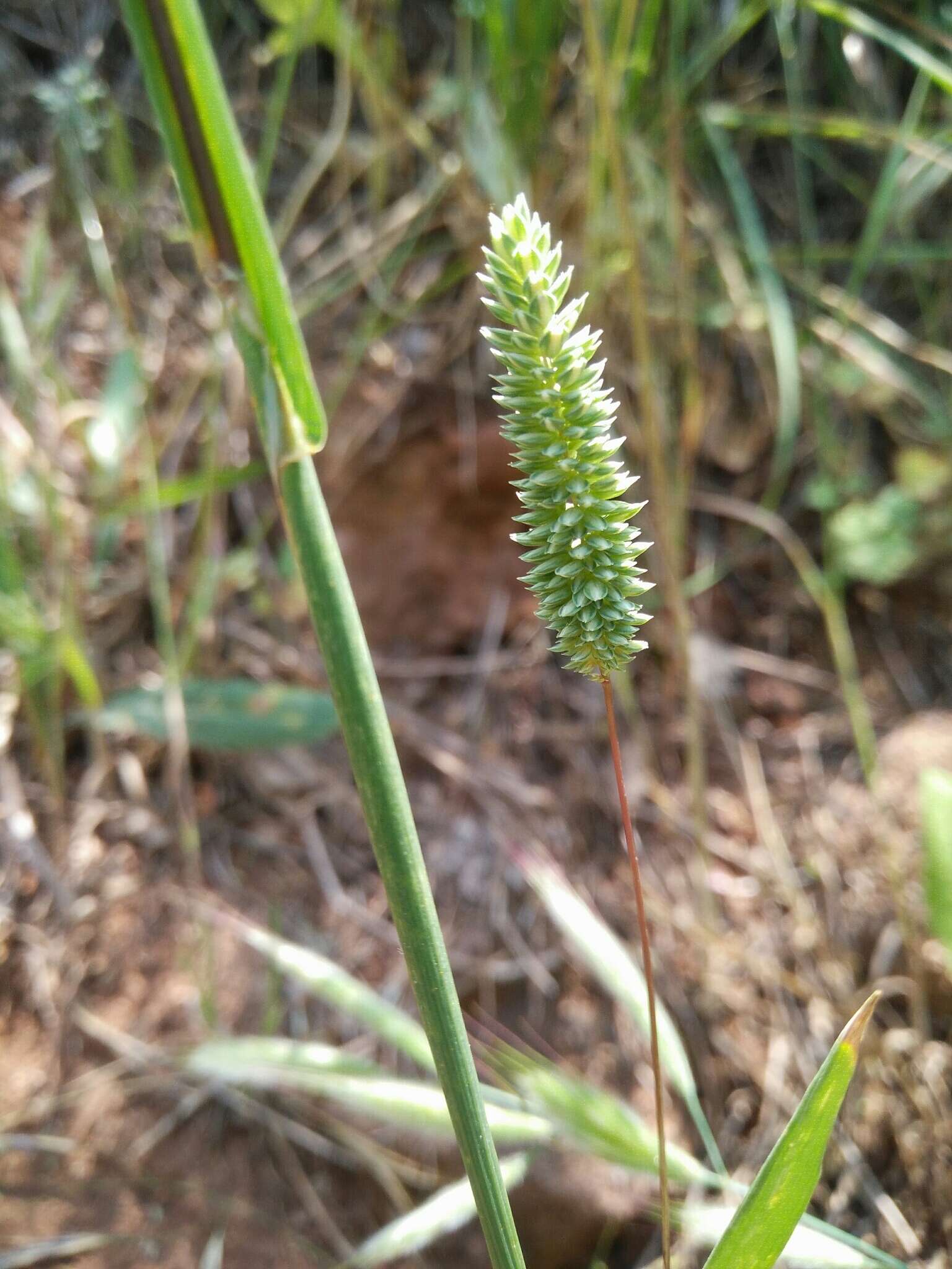 Plancia ëd Phleum subulatum (Savi) Asch. & Graebn.