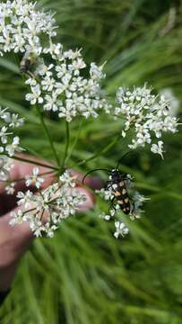 Image of Leptura quadrifasciata Linné 1758