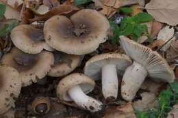 Image of Russula sororia (Fr.) Romell 1891