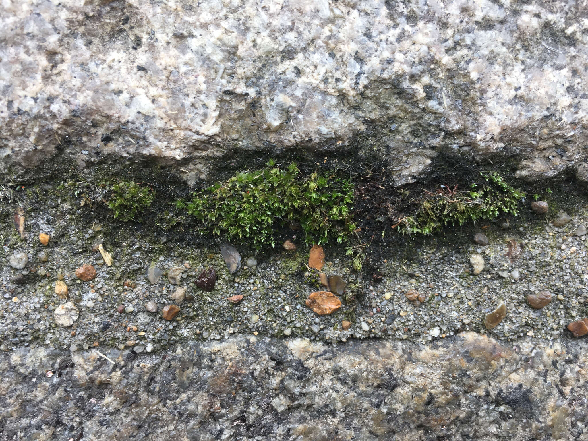 Image of silvergreen bryum moss