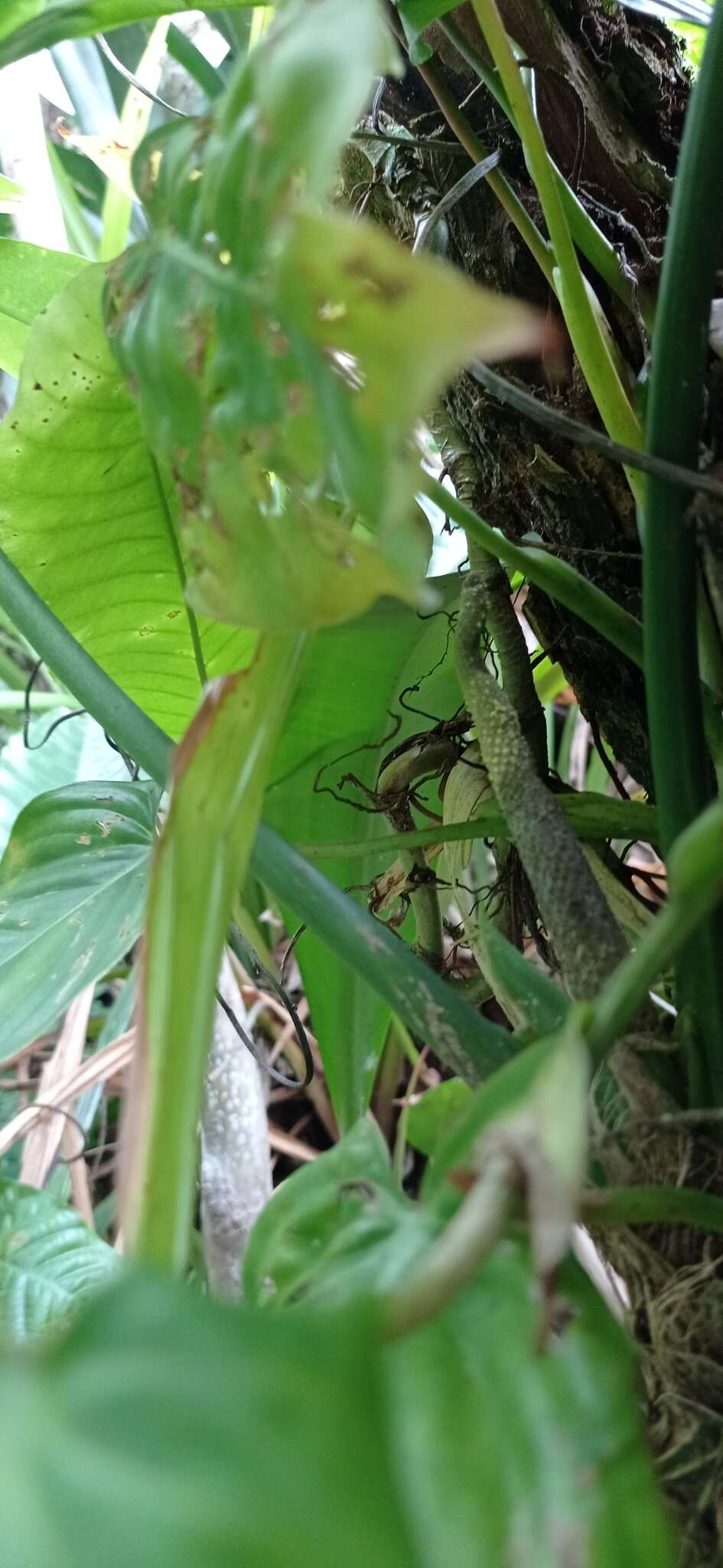 Anthurium pentaphyllum (Aubl.) G. Don的圖片