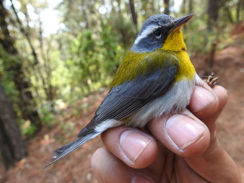 Image of Crescent-chested Warbler