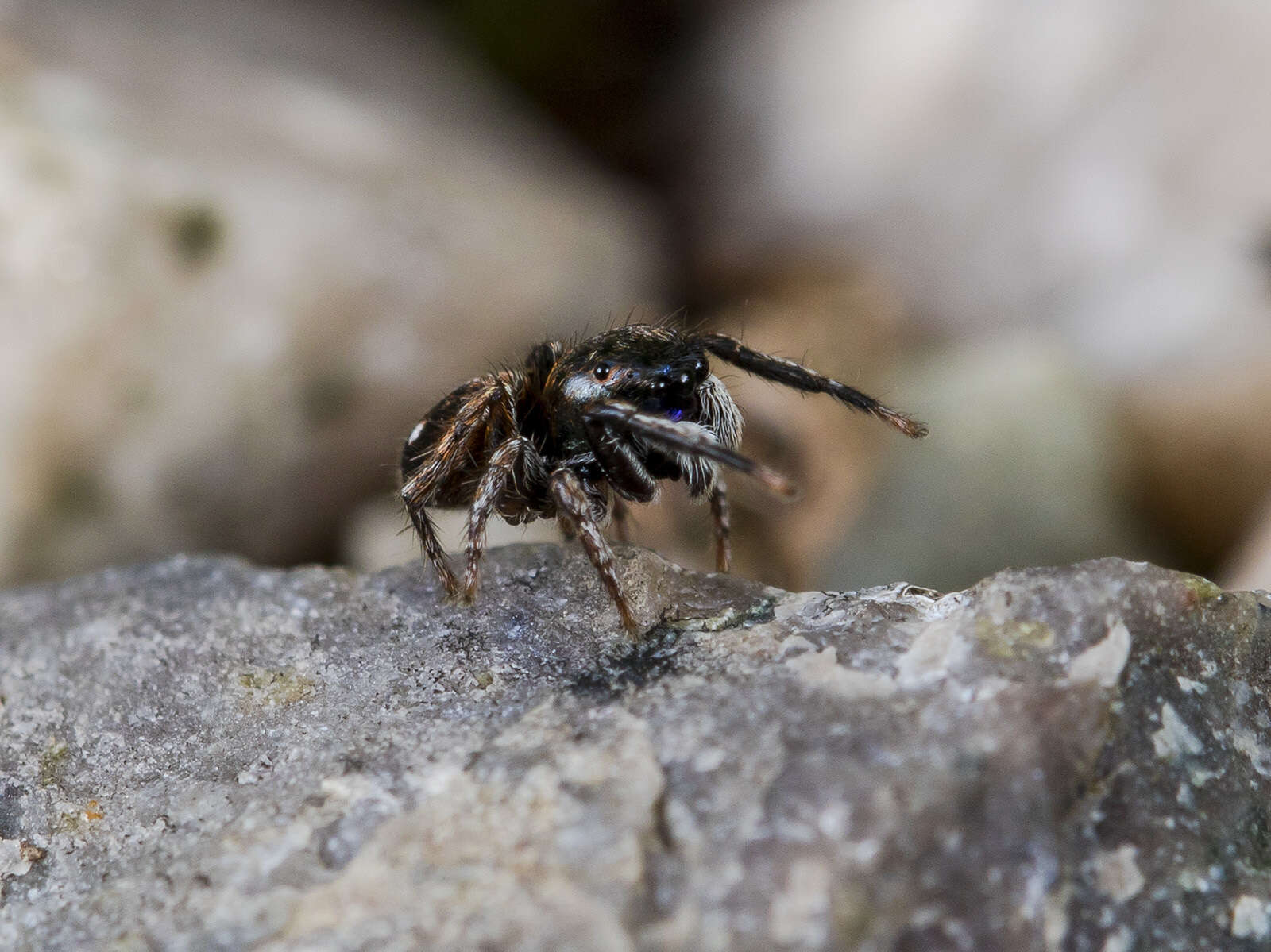 Image of Attulus mirandus (Logunov 1993)