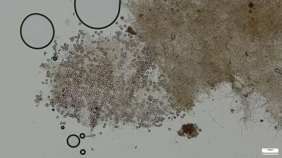 Image of Heliogaster columellifer (Kobayasi) Orihara & K. Iwase 2010