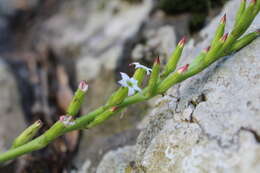 Imagem de Adromischus cristatus var. zeyheri (Harv.) Tölken