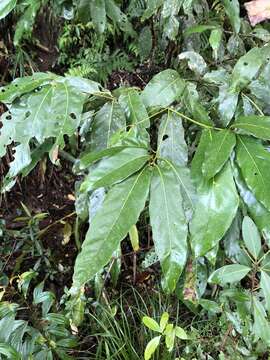 Lithocarpus lepidocarpus (Hayata) Hayata的圖片