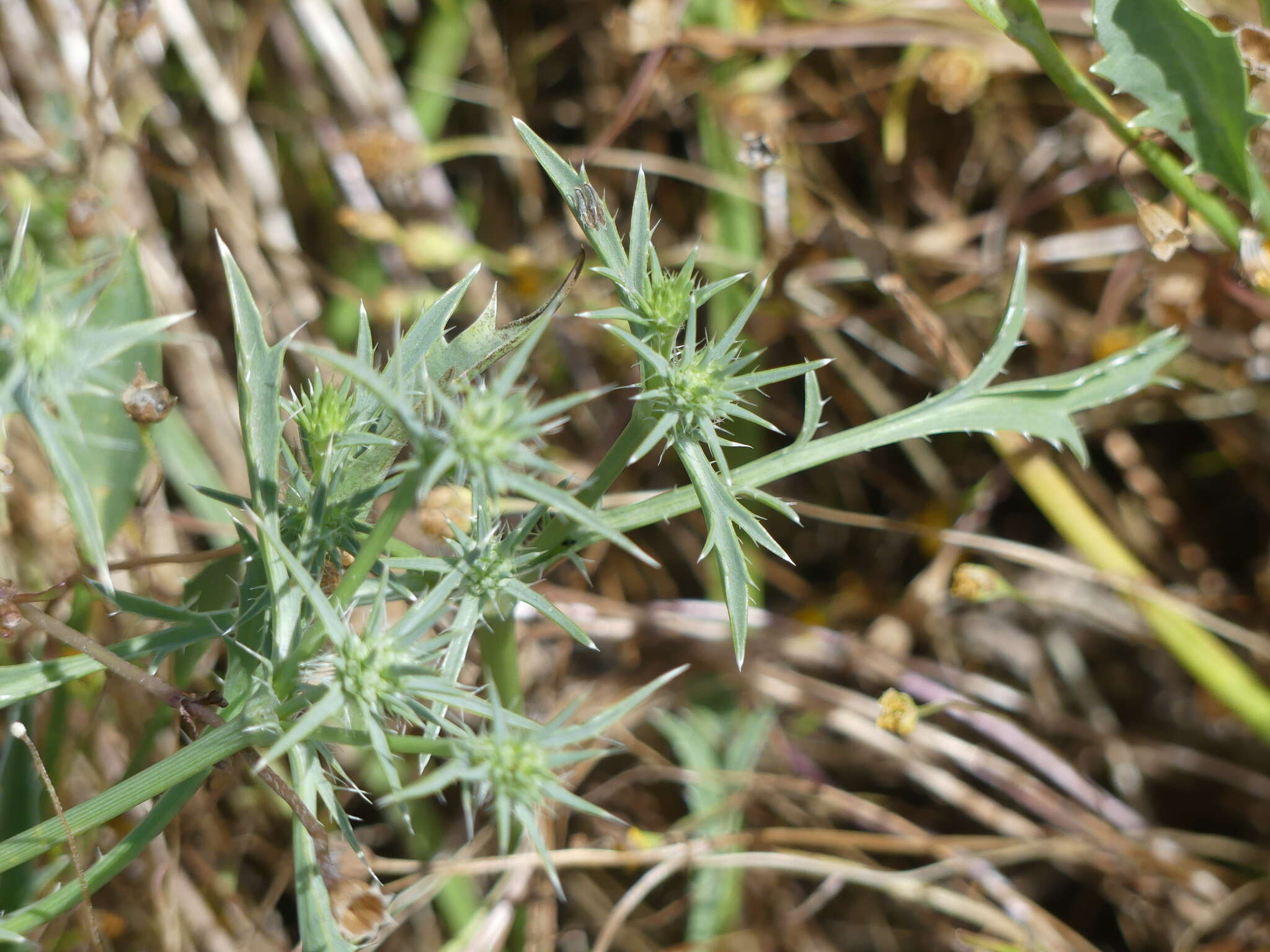 Image de Eryngium aristulatum Jepson