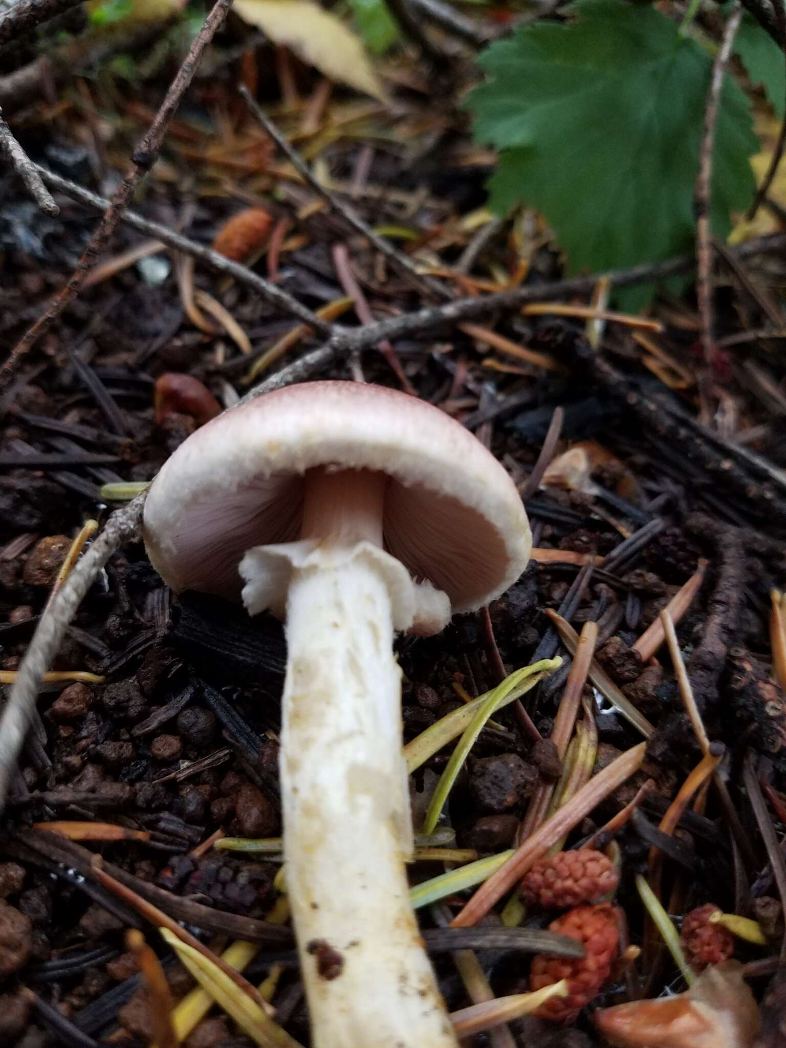 Imagem de Agaricus diminutivus Peck 1902