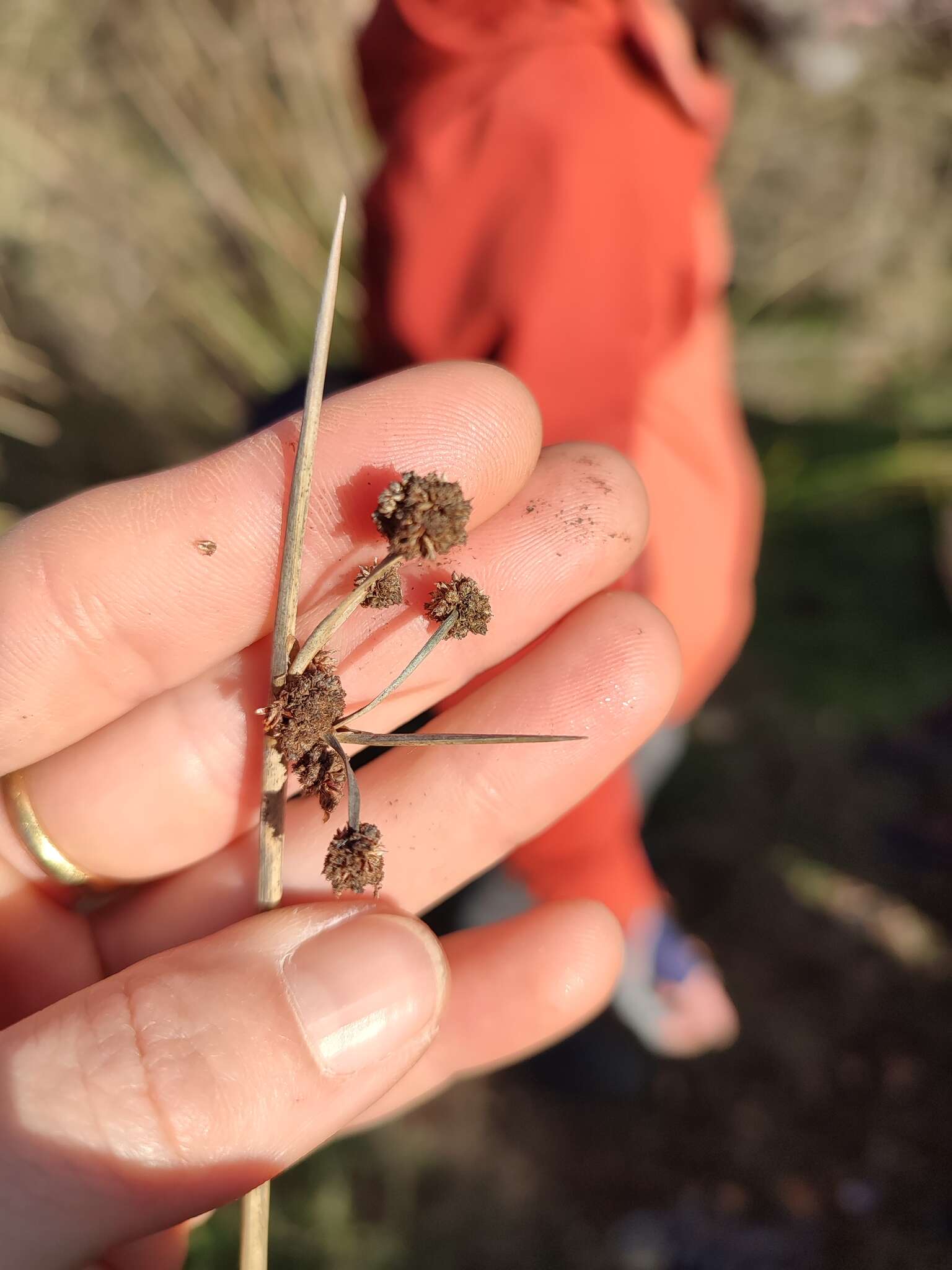 Image of Scirpoides holoschoenus subsp. holoschoenus