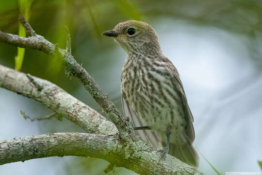 Image of Pachycephala rufiventris xanthetraea (Forster & JR 1844)