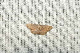 Image of Idaea amplipennis Butler 1889