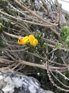 Image of Aspalathus capitata L.