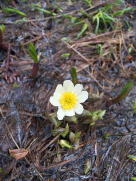 Image de Caltha leptosepala DC.