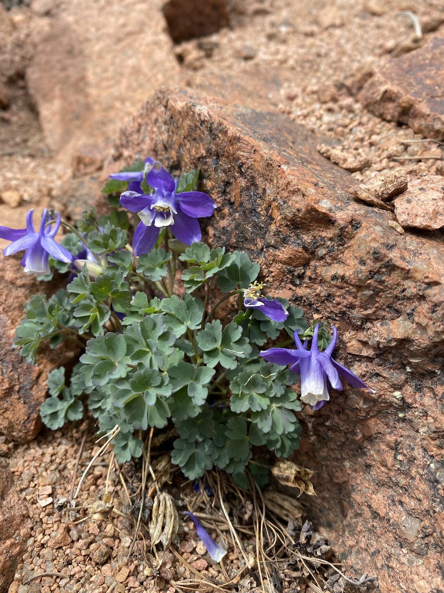 Image of Rocky Mountain blue columbine