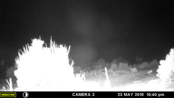 Image of Ord's Kangaroo Rat