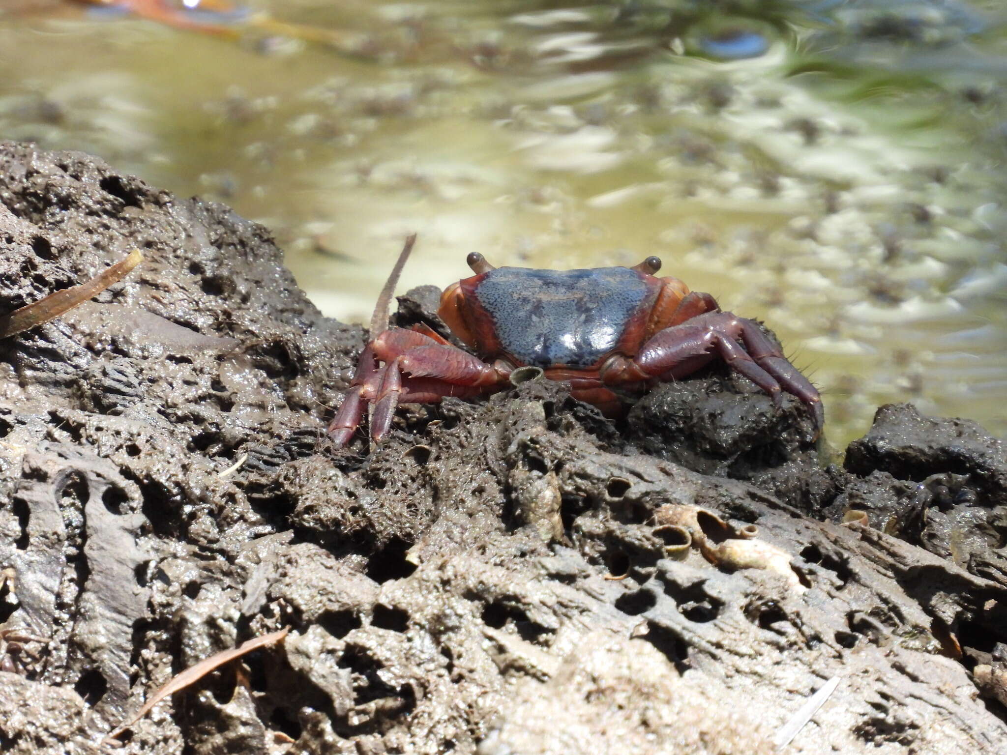 Metopograpsus latifrons (White 1847)的圖片