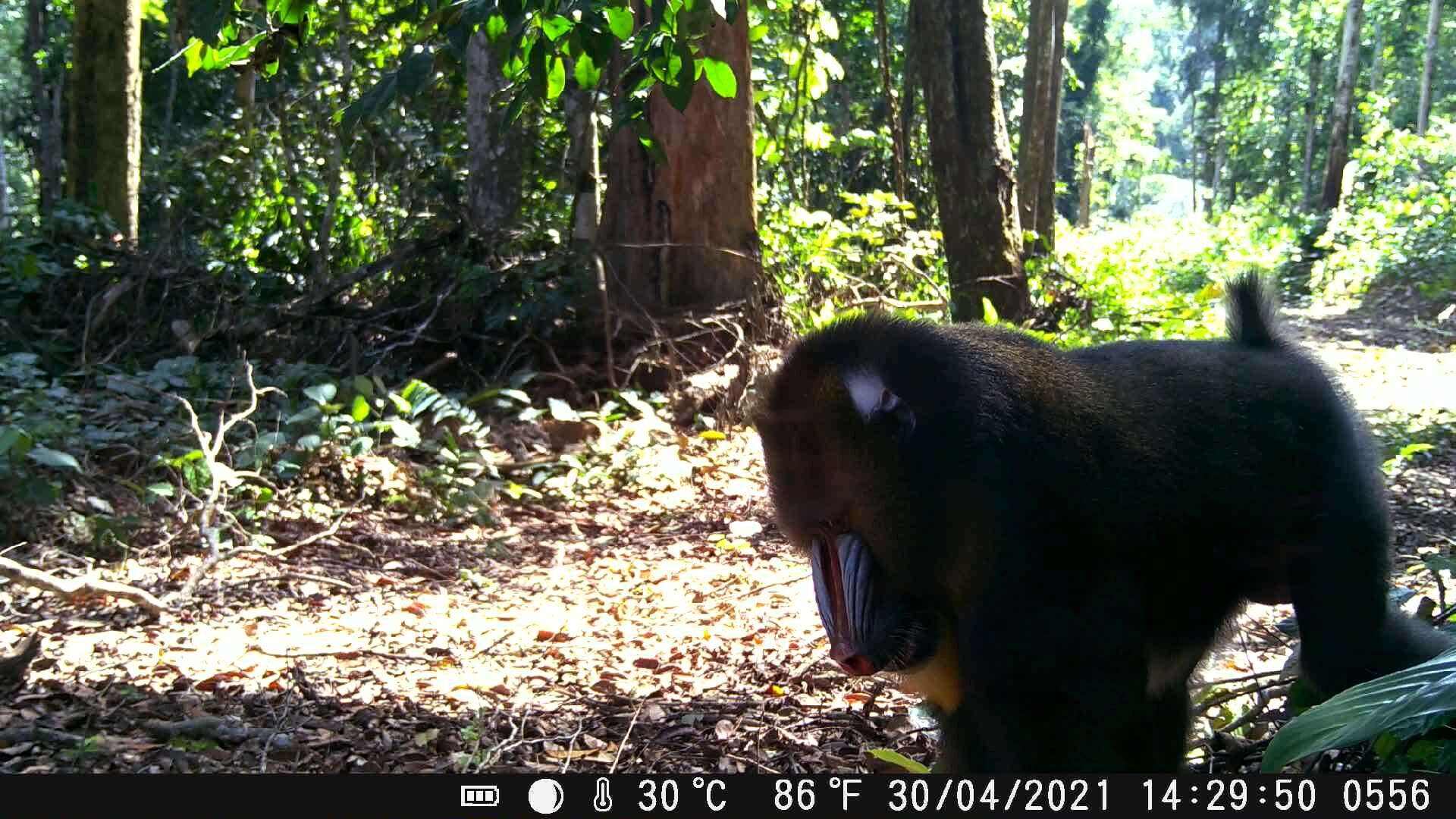 Image of Mandrill