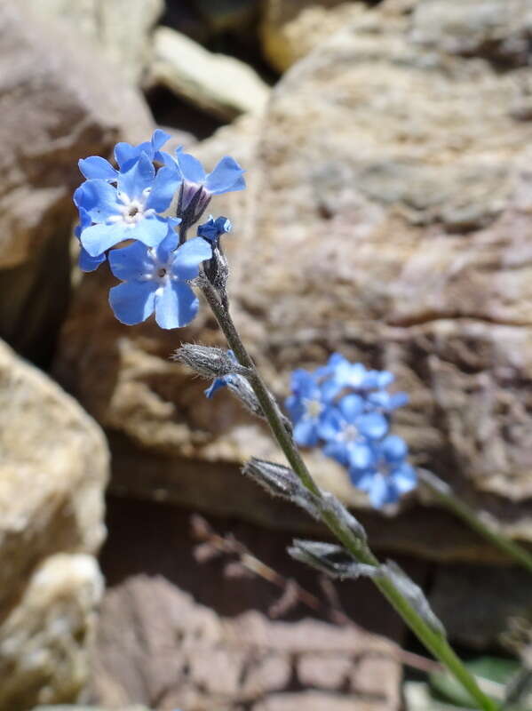 Image of Alpine forget-me-not