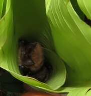 Image of disc-winged bats