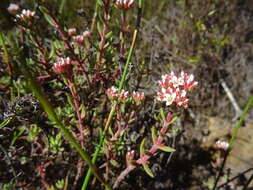 Image of Crassula pruinosa L.