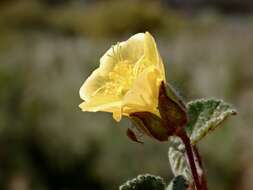 Image of Abutilon fraseri (Hook.) Walp.