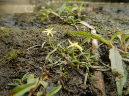 Image of grassleaf mudplantain