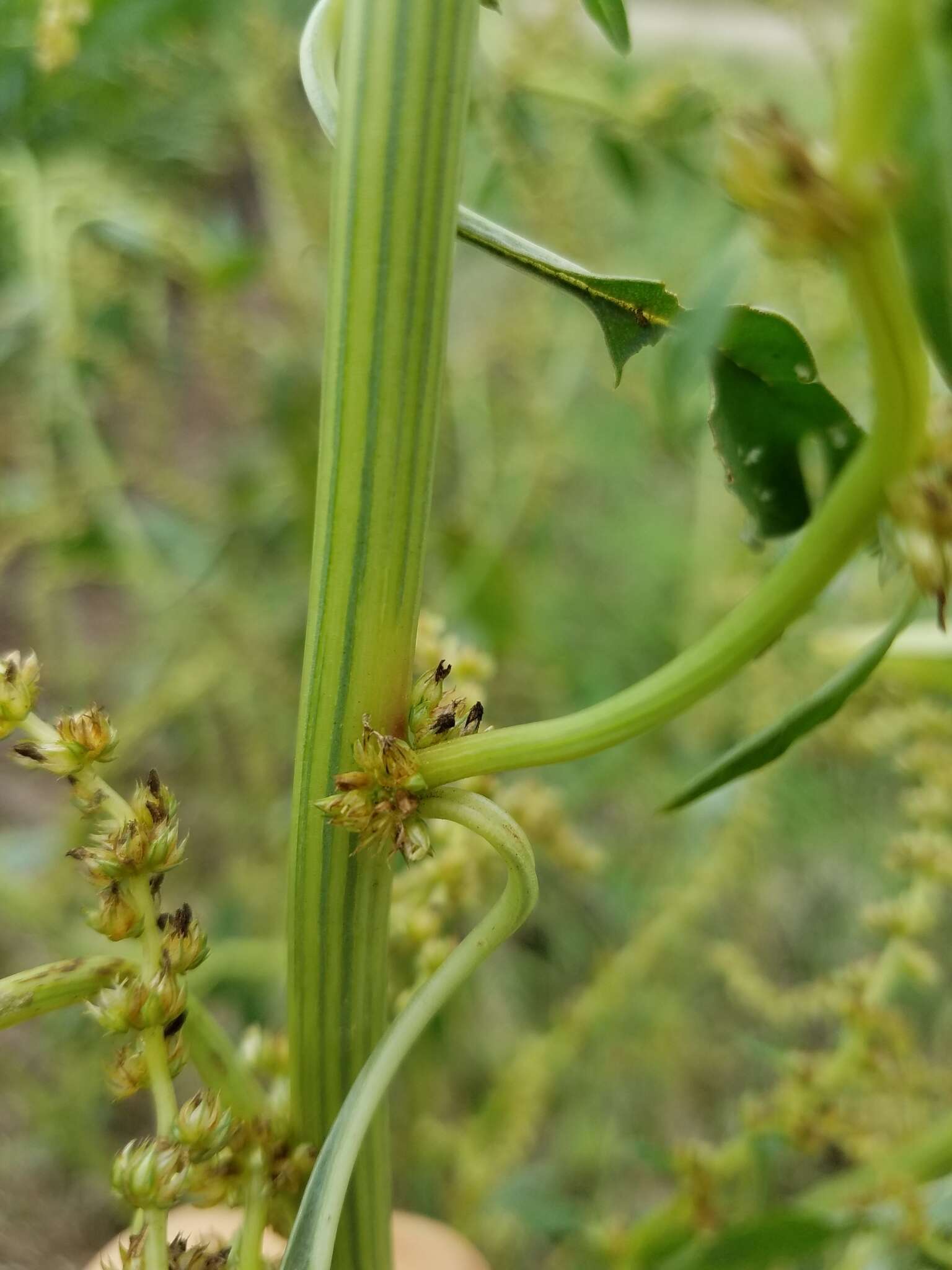 Слика од Amaranthus tuberculatus var. rudis
