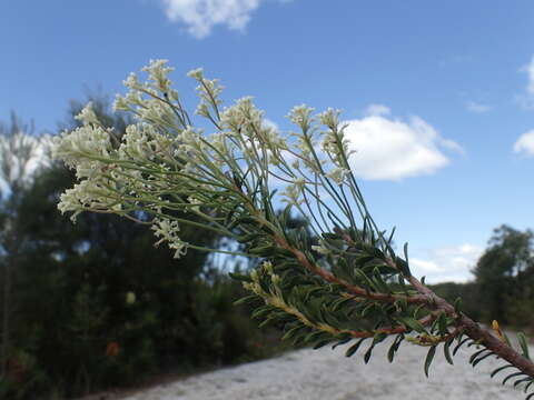 Image of Conospermum taxifolium C. F. Gaertner