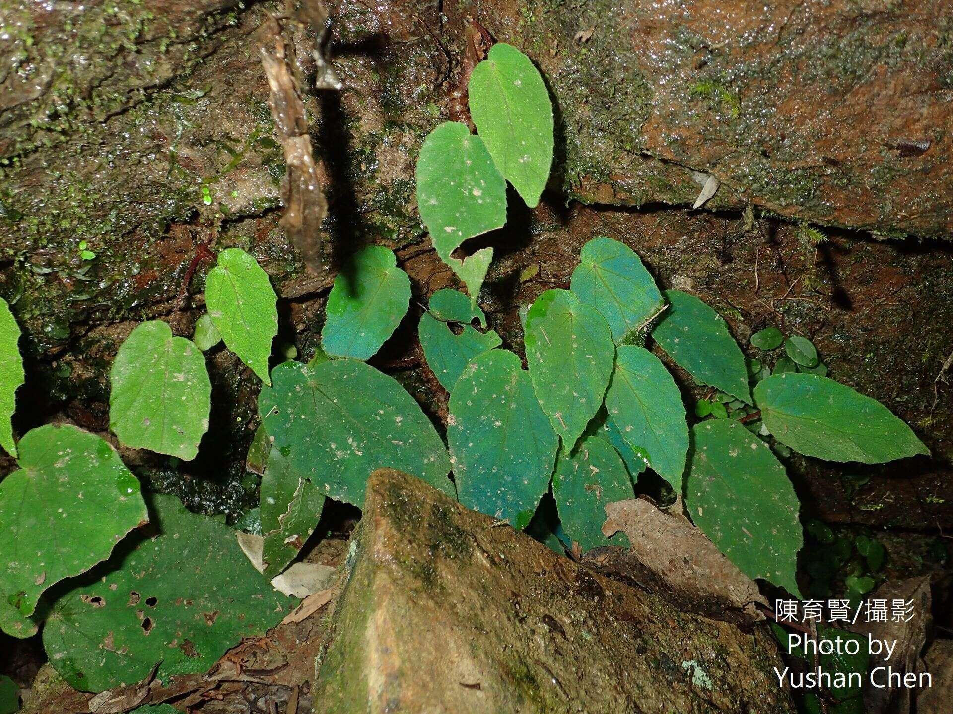 Image of Begonia pinglinensis C. I Peng