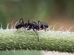 Image of Camponotus whitei Wheeler 1915