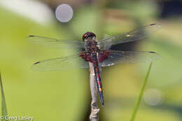 Слика од Celithemis ornata (Rambur 1842)