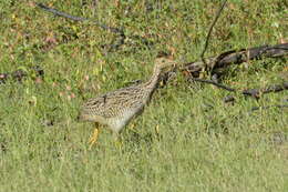 Image of White-bellied Nothura