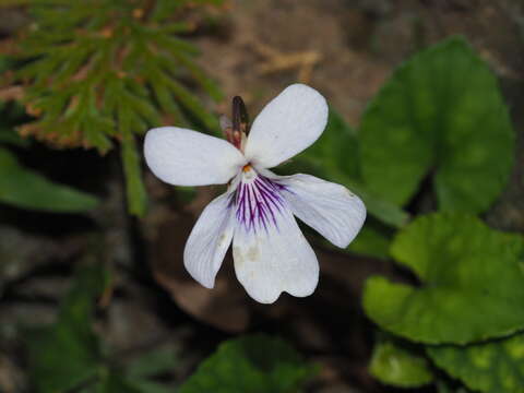 Imagem de Viola formosana Hayata