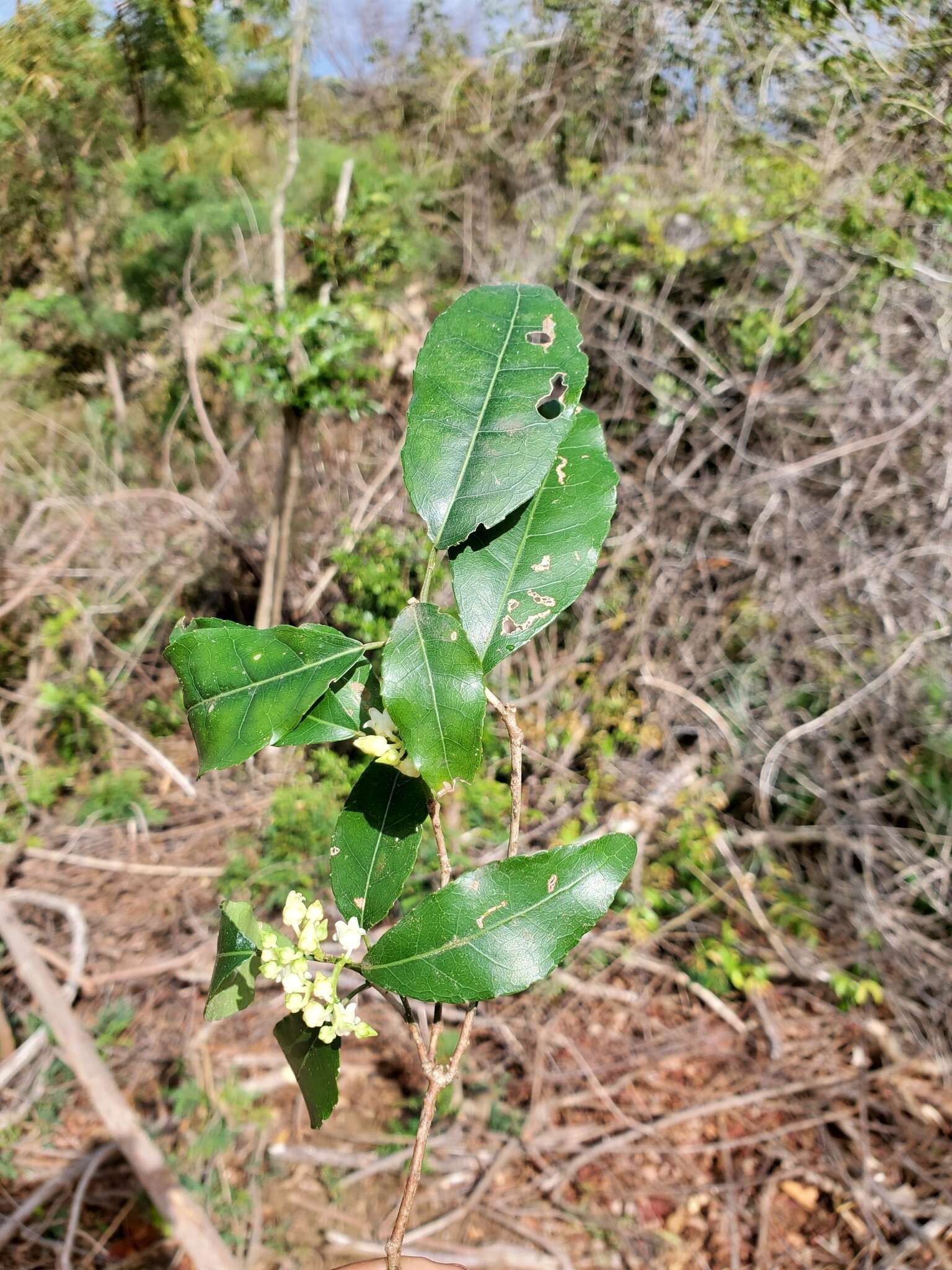 Image of Rinorea arborea (Thou.) Baill.