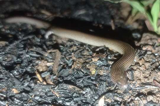 Image of Linnaeus' Writhing Skink