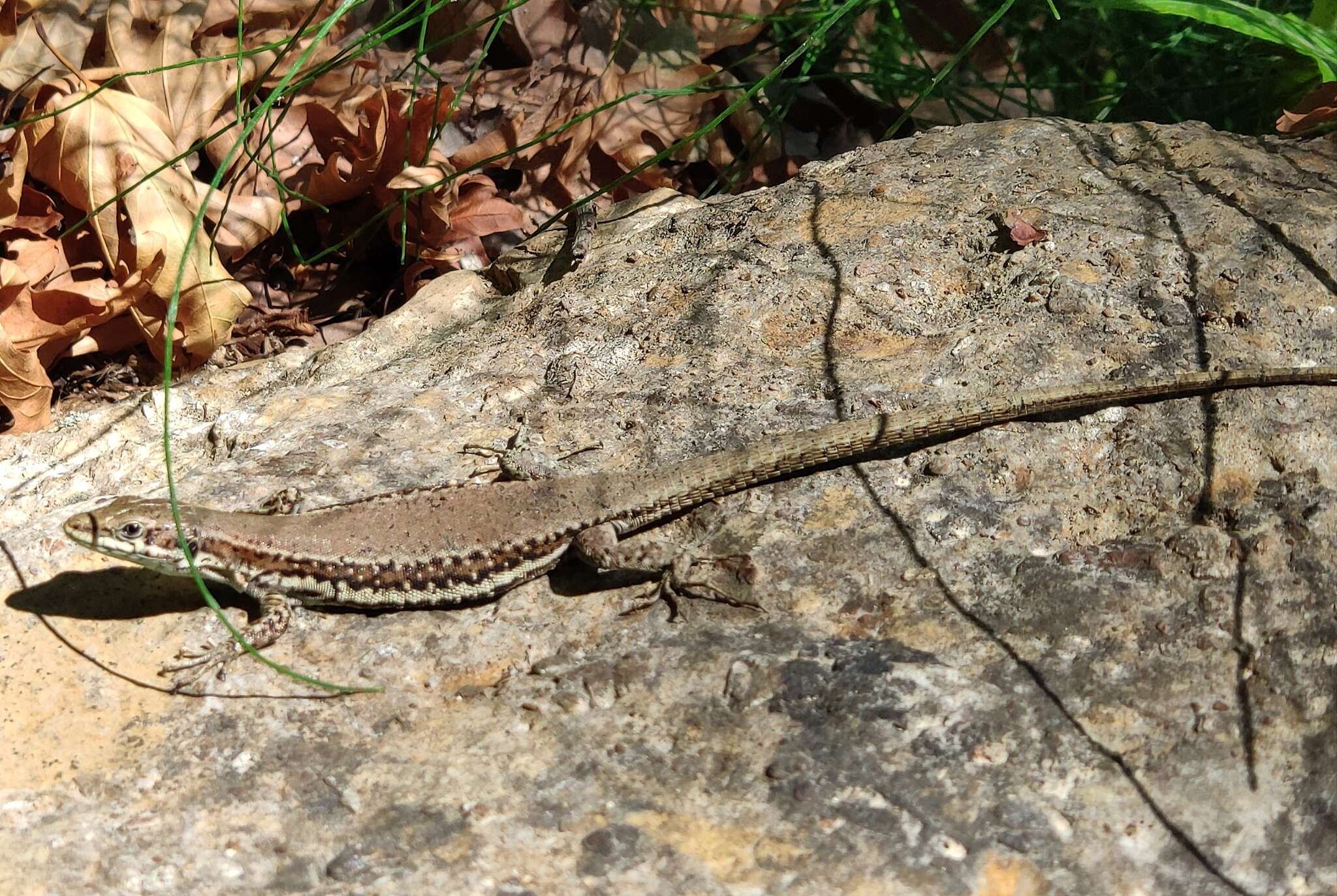 Image de Phoenicolacerta troodica (Werner 1936)