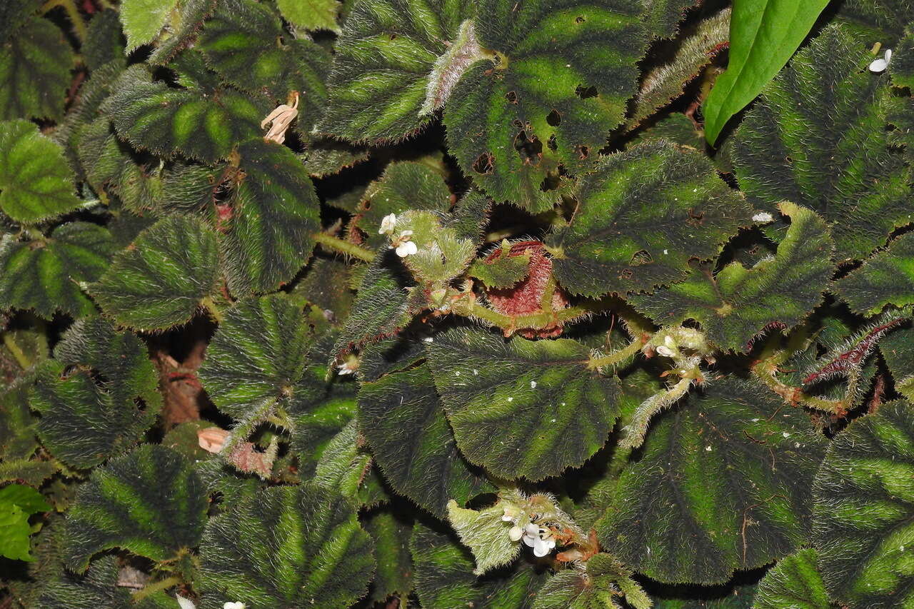 Image of Begonia conipila Irmsch. ex Kiew