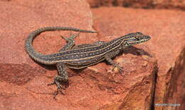 Image of Waterberg Flat Lizard