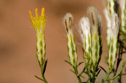 Lorandersonia pulchella (A. Gray) Urbatsch, R. P. Roberts & Neubig的圖片