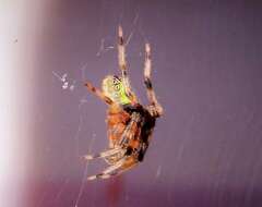 Image of Tropical Orb Weaver